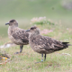 Great Skuas will let you know if you are too close to a nesting site