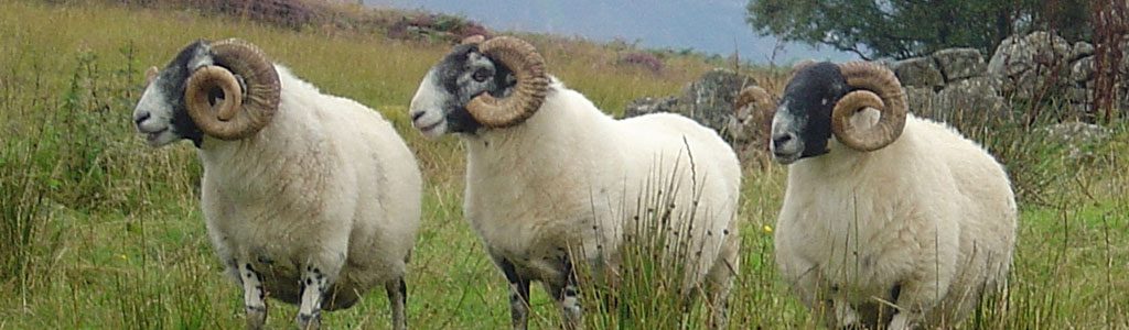 Rubh’ an Dùnain