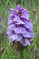 Heath spotted orchid